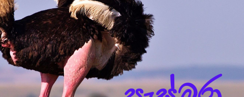 ostrich